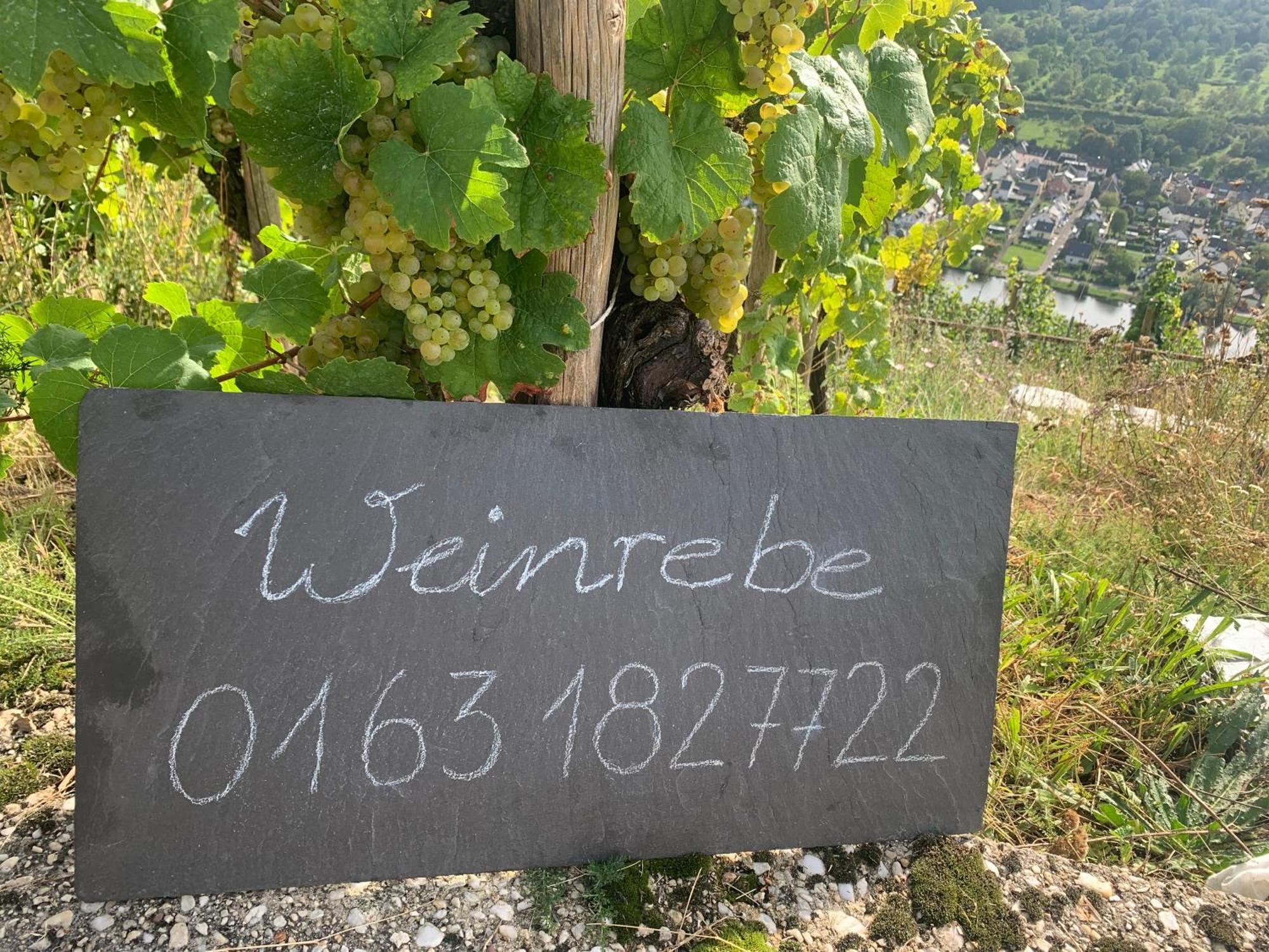 Apartament Weinrebe Bernkastel-Kues Zewnętrze zdjęcie